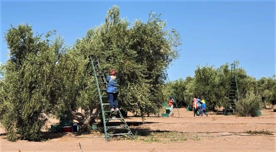 Sonora ocupa el primer lugar en México en producción de aceituna: Sagarhpa